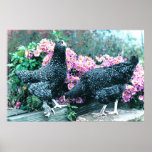 Gallinas de Marans del cuco Posters