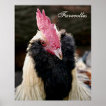 Gallo de color salmón de Faverolles Posters