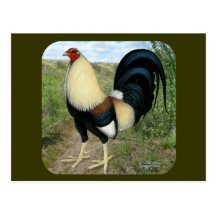 Gallo de pelea de la carretera nacional tarjeta postal