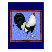 Gallo de pelea enmarcado tarjetas postales