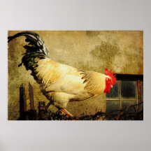 Gallo del vintage poster