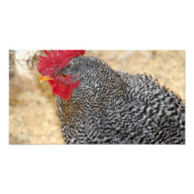 Gallo inquisitivo arte con fotos