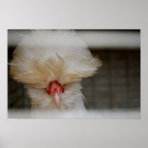 Gallo Impresiones