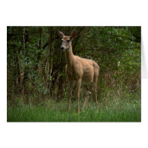 Gama del Whitetail Felicitación