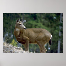 Gama que mira detrás posters