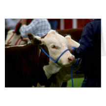 Ganado de Hereford Tarjetón