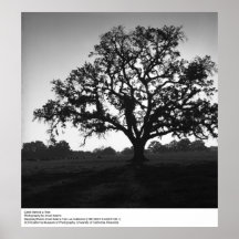 Ganado detrás de un árbol de Ansel Adams Poster
