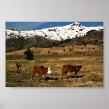 Ganado en Kodiak Impresiones