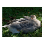 Gans goose postkarte