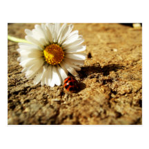 Gänseblümchen und Marienkäfer Postkarte