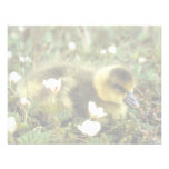 Ganso de pecho blanco Gosling Anuncio Personalizado