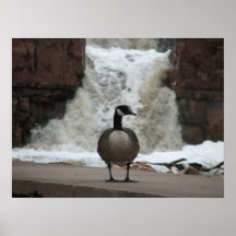 Ganso del pato del pato impresiones