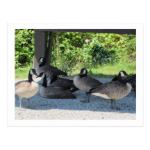 Gansos de Canadá Postal
