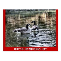 Gansos del día de madre tarjetas postales