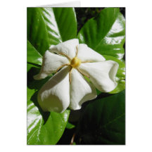 Gardenia hawaiano felicitaciones