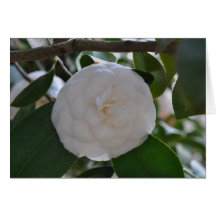 Gardenia Tarjetas
