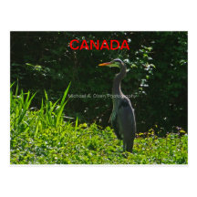 GARZA AZUL CANADÁ POSTAL
