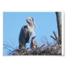 Garza azul con la foto del bebé
