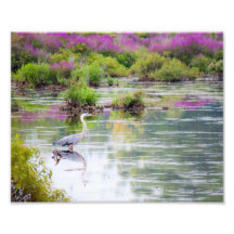 Garza azul en la impresión del pantano 8x10 fotografía  