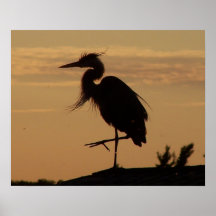 Garza azul en la puesta del sol posters