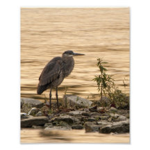 Garza de gran azul arte fotográfico