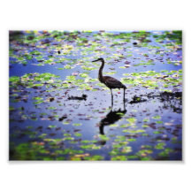 Garza de gran azul en el lago Nutting Impresión Fotográfica