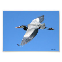 Garza de gran azul en vuelo 5x7 arte fotográfico