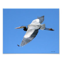 Garza de gran azul en vuelo 8x10 arte fotografico