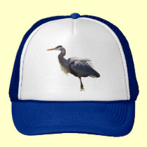 Garza de gran azul gorras