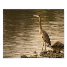 Garza de gran azul impresion fotografica