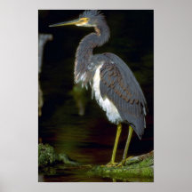 Garza de Luisiana Poster