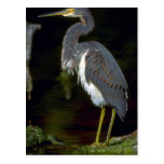 Garza de Luisiana Tarjeta Postal