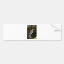 garza de noche Negro-coronada Pegatina De Parachoque