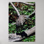garza de noche Negro-coronada Posters