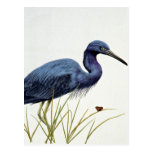 Garza de pequeño azul postales