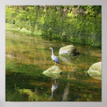 Garza gris en un río en Warkworth Northumberland Posters