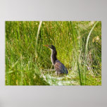 "Garza ocultada" (paisaje) Posters