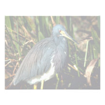 Garza tricolora comunicado