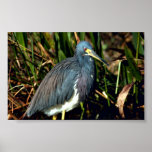 Garza tricolora posters
