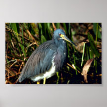 Garza tricolora posters