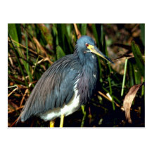 Garza tricolora tarjeta postal