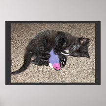 GATITO ADORABLE POSTER