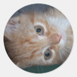 Gatito anaranjado del Tabby Pegatina