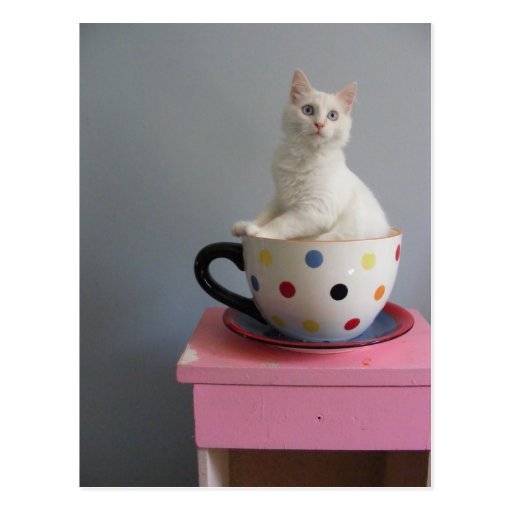 gatito bonito en pote de la planta tarjeta postal