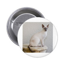Gatito bonito pins
