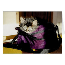 Gatito completamente despierto en un monedero de B Tarjeton