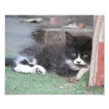 Gatito cuidadoso fotografia