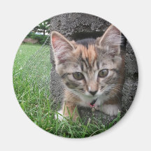 Gatito curioso imanes de nevera