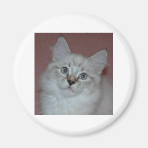 Gatito de Colorpoint del siberiano en productos Imán Para Frigorifico
