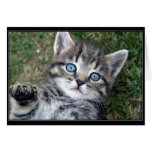 Gatito de "Hewwo" Tarjeta